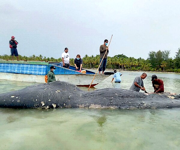 researchers collect samples from the carcass of a beached whale in indonesia
