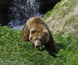 Wild Bear Wanders Through School Before Injuring 4