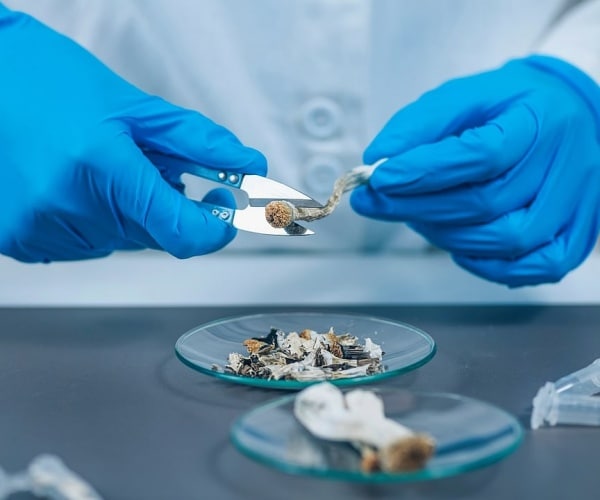 person cutting up psilocybin, also known as magic mushrooms