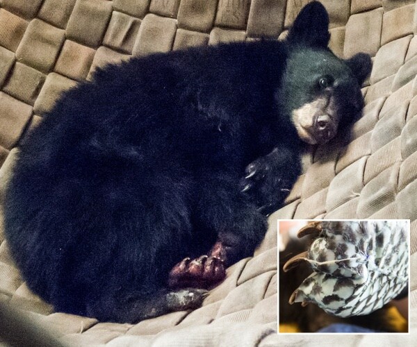 Bear Cub Burned in California Wildfire Gets Fish Skin Treatment