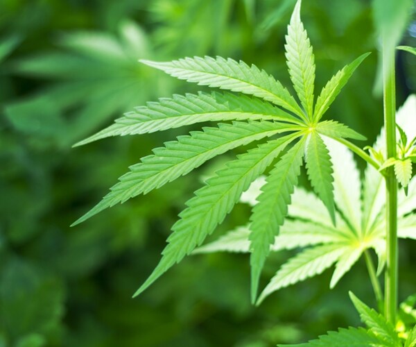 Canada's Biggest Health Care Company Is a Pot Company