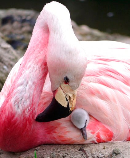 Heat Wave Put Flamingos in the Mood for 1st Time in 15 Years