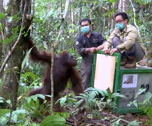 Rehabilitated Orangutans Freed in Indonesian Sanctuary