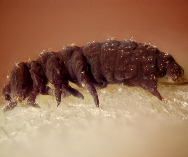 Water Bears Could Survive Cataclysmic Event, Study Says