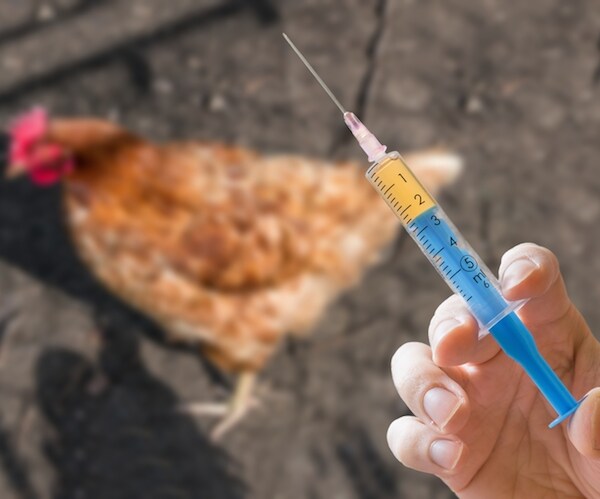 Chipotle, Panera Lead Antibiotic-Free Trend