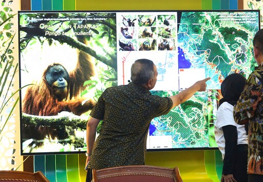 Scientists Say Chinese-backed Dam Risks Orangutan Habitat