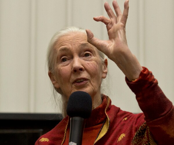 Trump's Climate Agenda Leaves Jane Goodall 'Immensely Depressed'