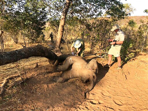 Zimbabwe Elephants Died from Bacterial Disease Say Experts