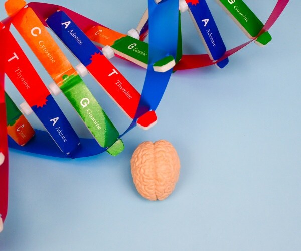 illustration of a model of a brain, genes