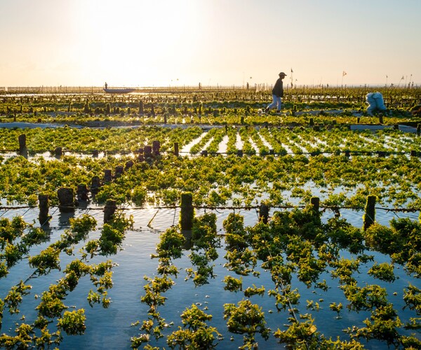 An algae farm in Indonesia