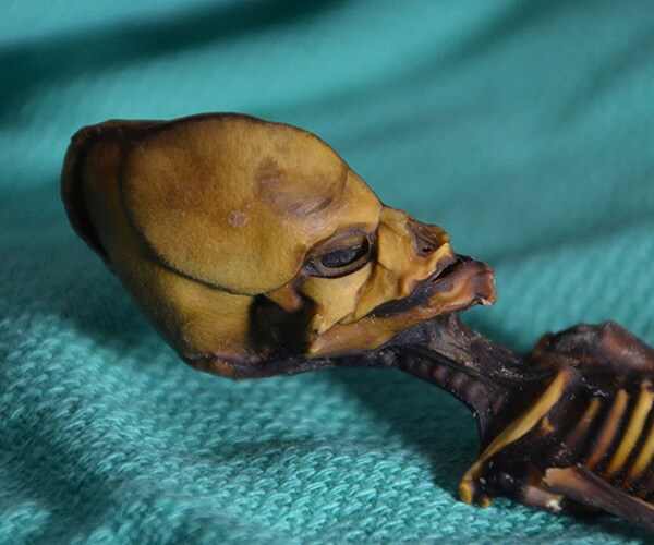 Mummified 'Alien' Skeleton 6 Inches Long Is Human, Expert Says