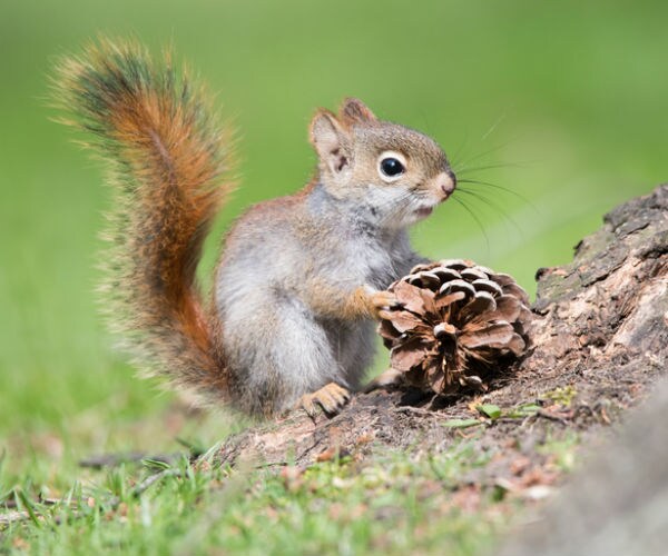 German Man Chased by Baby Squirrel Calls Police to Rescue Him