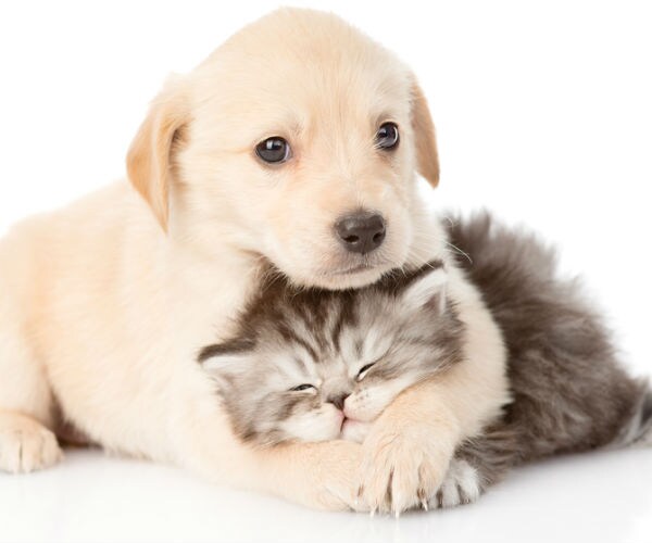 Mars Expands in Pet Care With $7.7 Billion Purchase of VCA