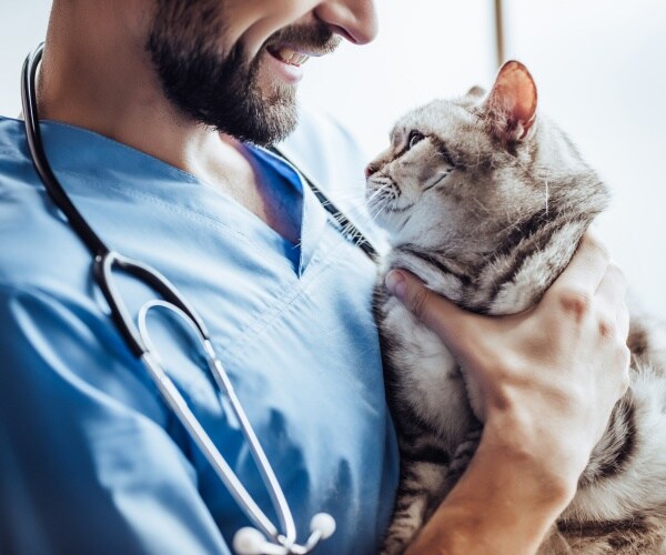male vet holding a cat in veterinarian's office