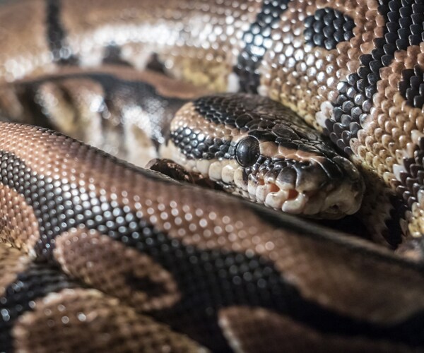 Python Devours Deer Fawn in Florida, Alarming Scientists
