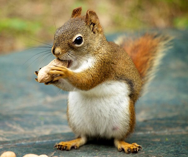 Giant Squirrel Sculpture in Kazakhstan Causes Controversy