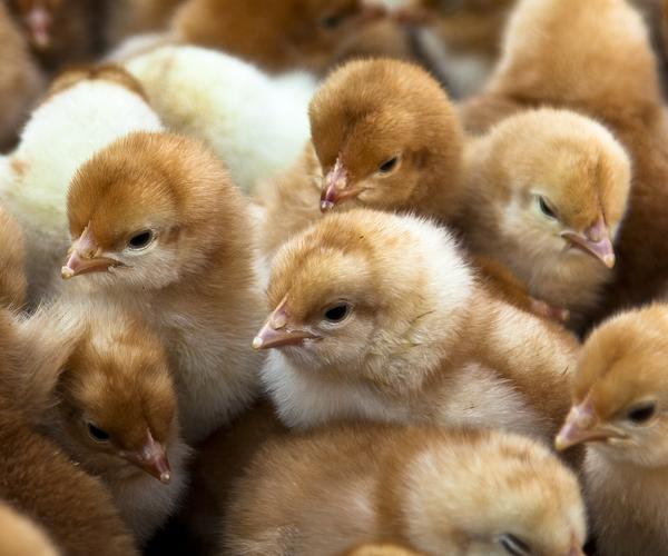 Thousands of Baby Chicks Have Been Dying in the U.S. Mail