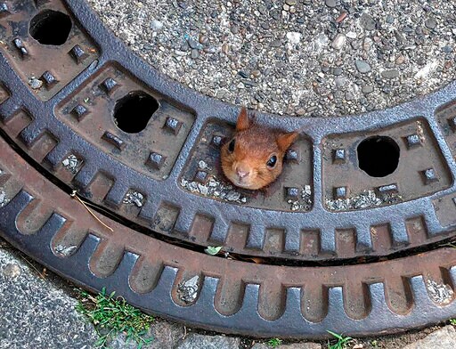 German Firefighters Rescue Squirrel Stuck in Manhole Cover