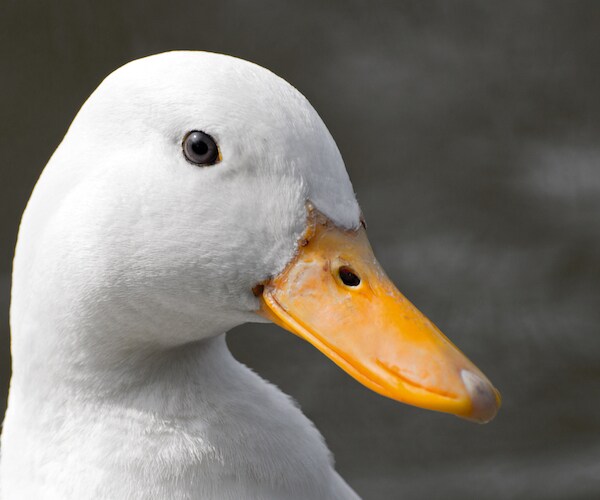 3-D Printer Duck Leg Made by Arkansas Students Helps Animal
