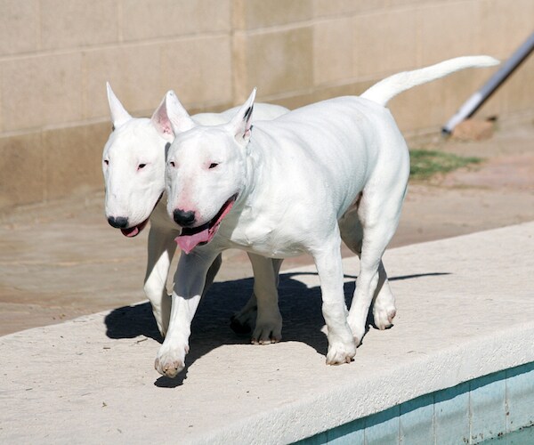 'It's Me or the Dogs,' Says Hubby of 25 Years  She Takes …