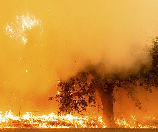 Flames and smoke overtake a tree as the LNU Lightning Complex fire continues to spread in Fairfield, California.