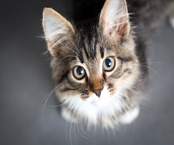 Cat Stem Cell Trial Could Lead to Human Treatments