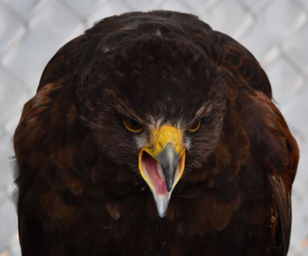 Officials: California Man Shot 130 Hawks, Birds of Prey