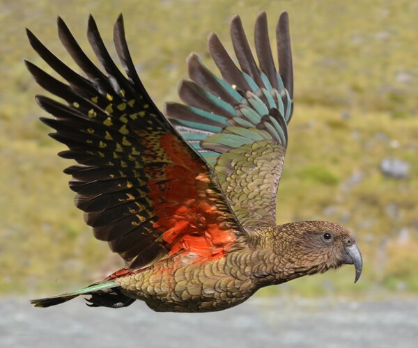 Parrot Laughter Is Contagious