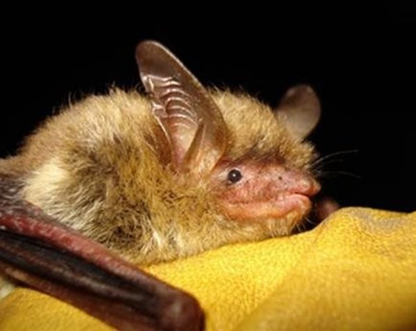 Senate Votes to Limit Critical Habitat Designation