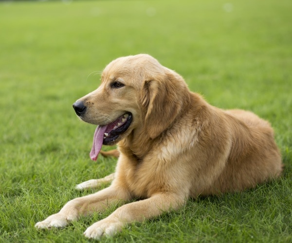 golden retriever laying on grass
