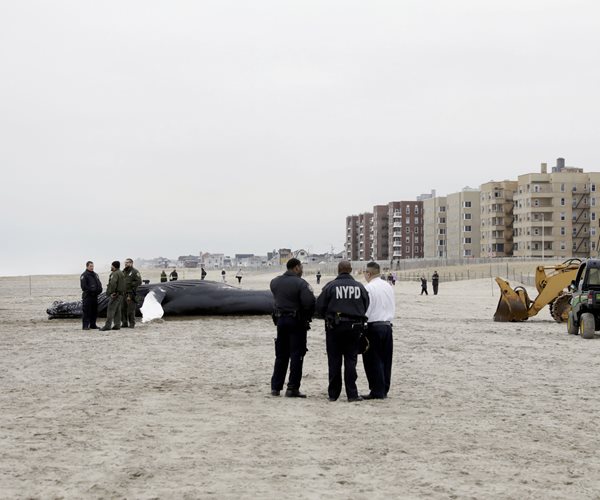 Dead Humpback Whale Washes up on NYC Beach