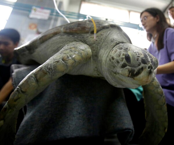 Coin-Eating Turtle Dies Despite Surgery That Removed 915 From Stomach