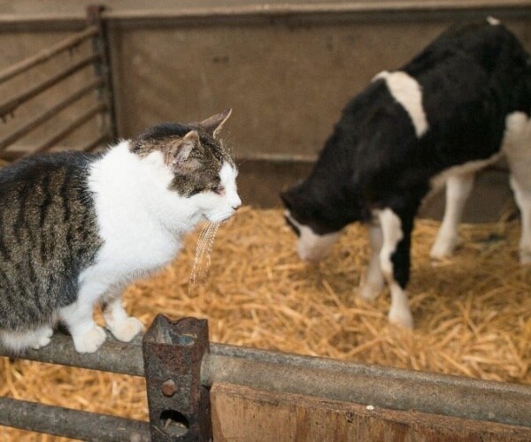 cat sitting on fence with dairy cow in background
