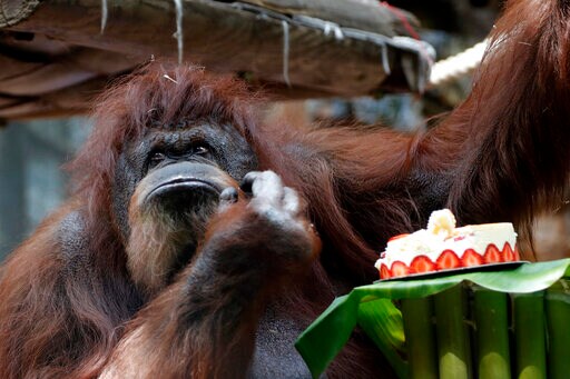 Paris Zoo Gives Orangutan Nenette a 50th Birthday Party