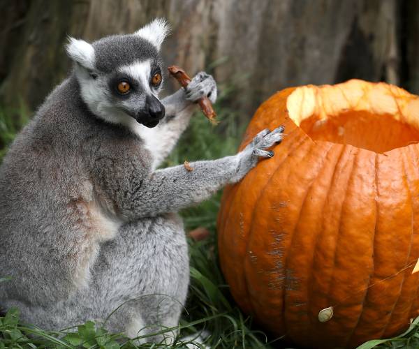 'There's a Lemur!' 5-year-old Helps Crack SF Zoo Theft Case