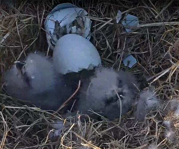 Harriet's Eaglets Hatch Before Our Eyes