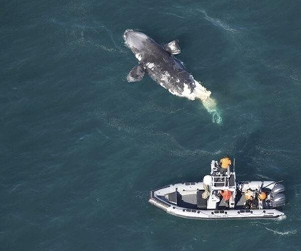 Another Endangered Whale Found Dead off East Coast; Died After Colliding With a Ship