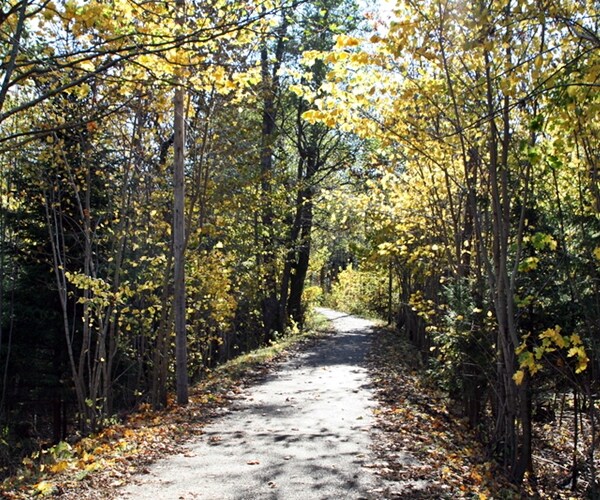 Wealthy Families Adding Forests to Their Portfolios