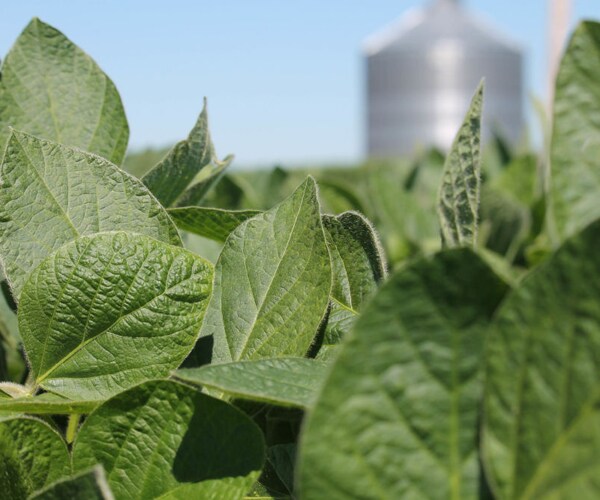 A soybean field