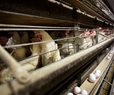 4 Colorado Poultry Workers Diagnosed With Bird Flu