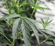 Florida High Court Stops Bid to Legalize Marijuana