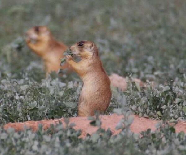 Utah Prairie Dogs Win Turf War