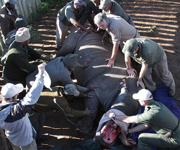 South African Vet Tries Novel Treatment for Injured Rhino