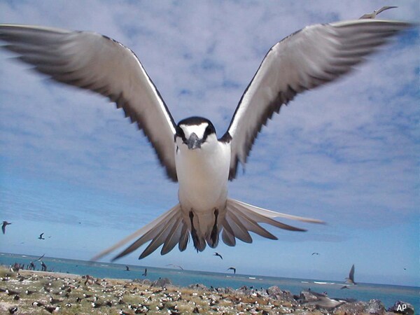 Pacific Ocean Marine Sanctuary: Obama Acts to Double Protected Area