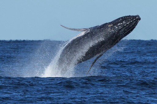 Commuter Traffic Gives Way for Whales on Australia's Humpback Highway