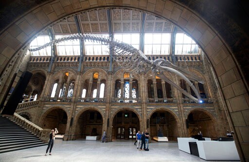 Britain's Natural History Museum Unveils Giant Blue Whale