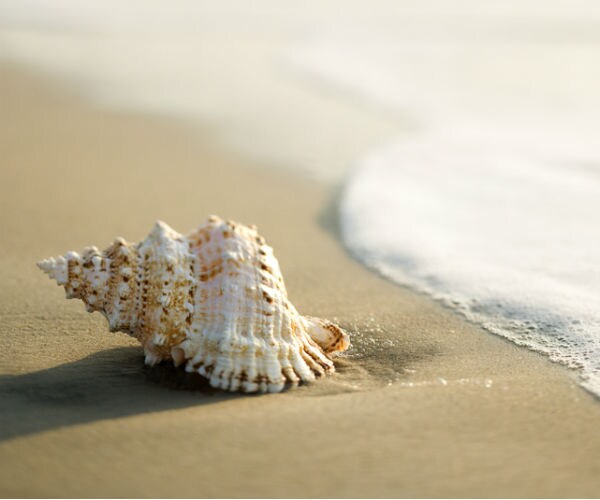 Jailed for Collecting Seashells: Florida Tourist Faces 15 Days