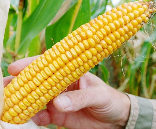 China Set to Export Corn, Posing New Threat to Battered Global Market: Sources