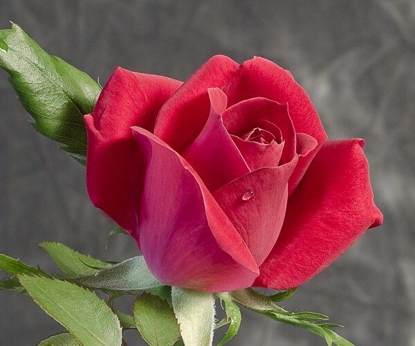 red rose with leaves representing the bachelor rose ceremony