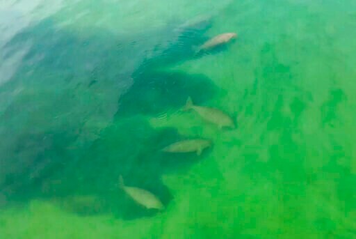 Thailand's Tourist Drought Leaves Space for Shy Sea Mammal